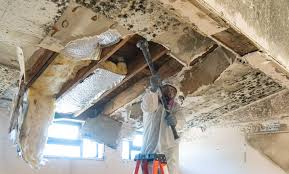 Why You Should Choose Our Mold Remediation Services in Whitemarsh Island, GA